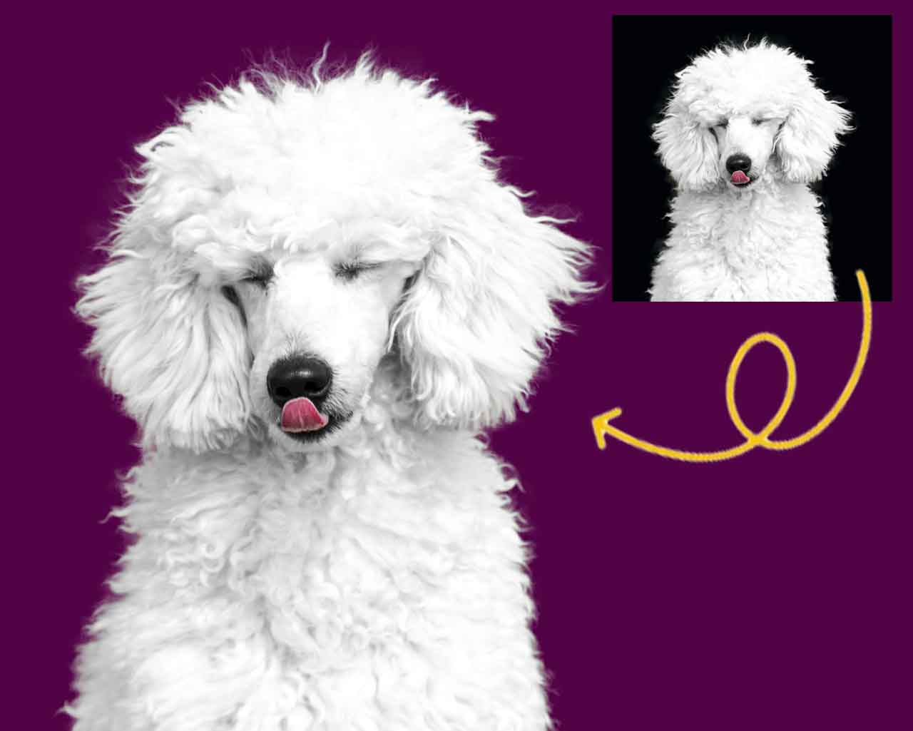 Image Masking (Hair, Fur, Soft Edges) Dog photo background replacement with clean, vibrant studio-style edit